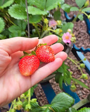 Load image into Gallery viewer, Strawberry Seeds
